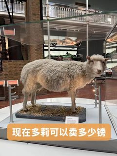 大胆做梦：苏格兰的克隆羊多莉，拍卖能卖多少(1)