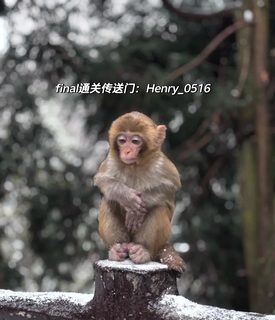 吉吉国王传送门